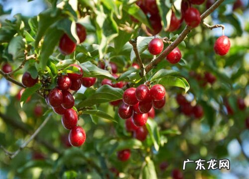 樱桃是水果吗是什么性质的水果