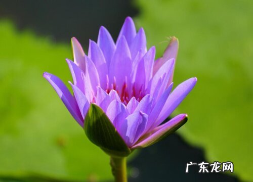 延药睡莲怎么水养