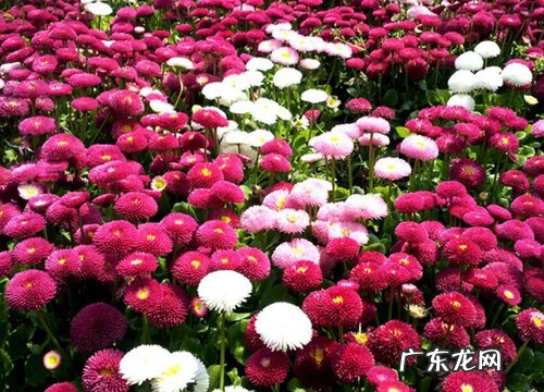 乒乓菊一年开几次花 一年四季开花吗