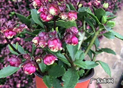 凤尾长寿花一年开几次花 一般什么时候开花