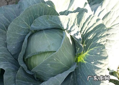 包菜种植时间与生长周期