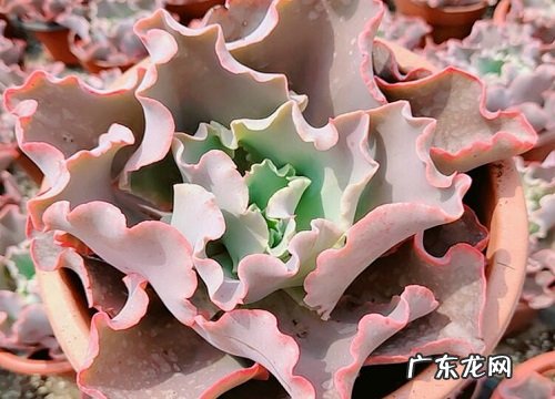 包菜种植时间与生长周期