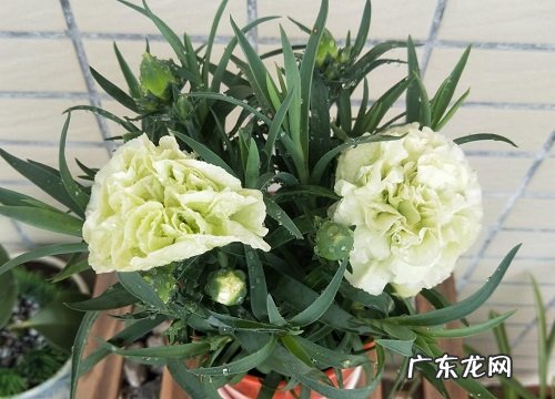 果啤能浇花吗