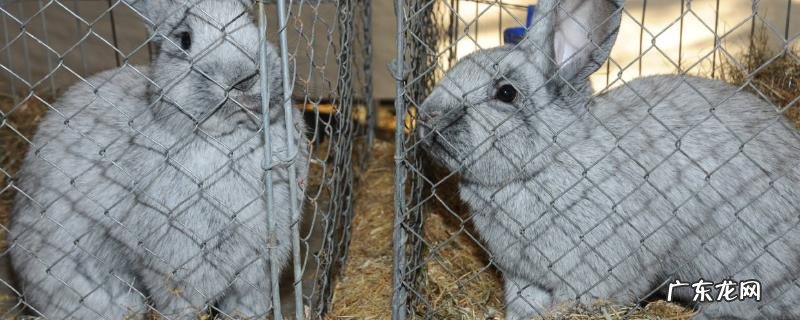 养兔子赚钱吗?如何降低养殖成本