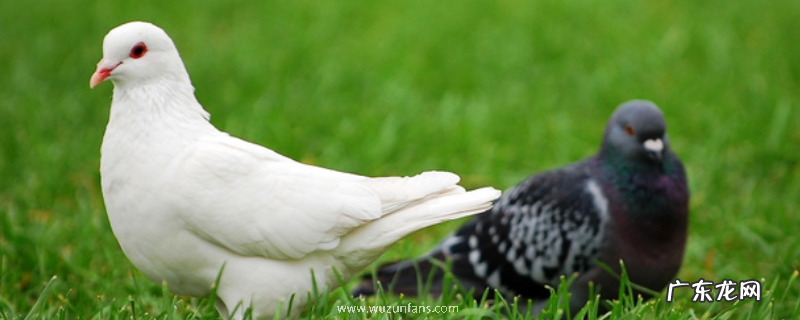 乳鸽瘦小怎么办?从以下六个方面入手