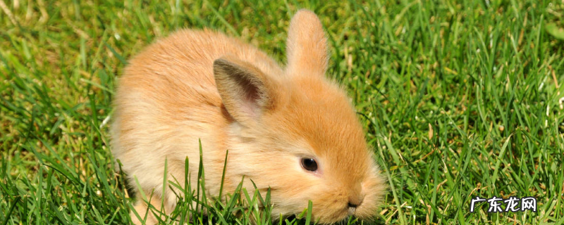 兔泰泽氏病防治措施,附症状和疾病的变化