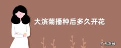 大滨菊播种后多久开花 从播种到开花要多久