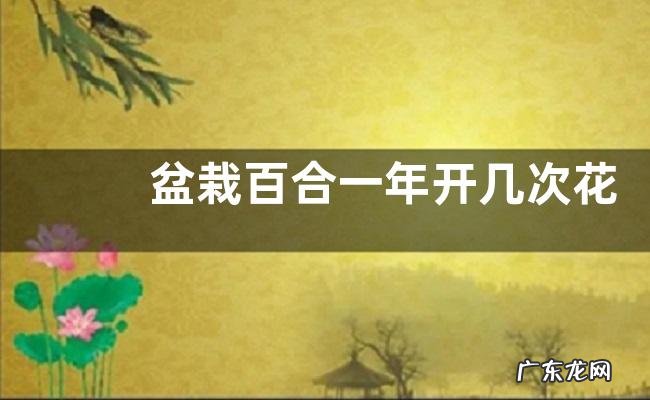 盆栽百合一年开几次花 多长时间开一次花