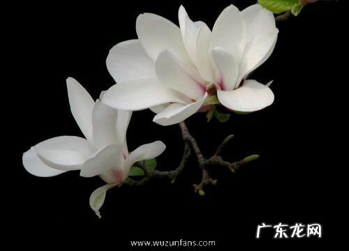 玉兰一年开几次花 开花的寓意与预兆