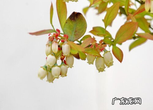 蓝莓一年开几次花 花期多长时间