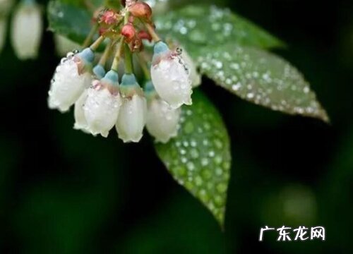 蓝莓一年开几次花 花期多长时间