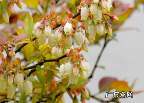 蓝莓一年开几次花 花期多长时间