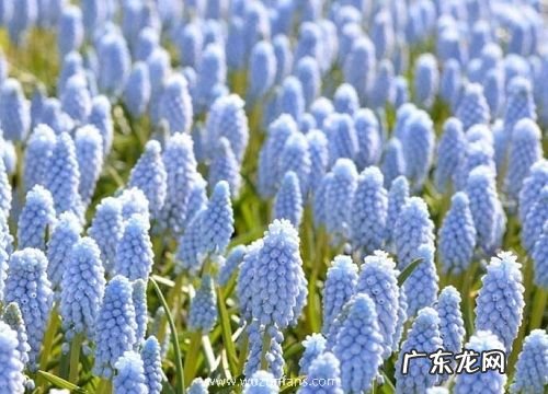 风信子开花多久凋谢 花朵凋谢后怎么办