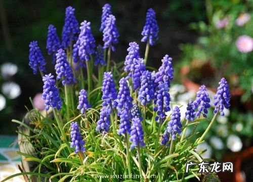 风信子开花多久凋谢 花朵凋谢后怎么办