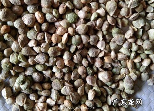 菠菜种子怎么种植方法 播种时间与方法