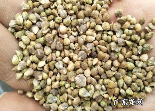 菠菜种子怎么种植方法 播种时间与方法
