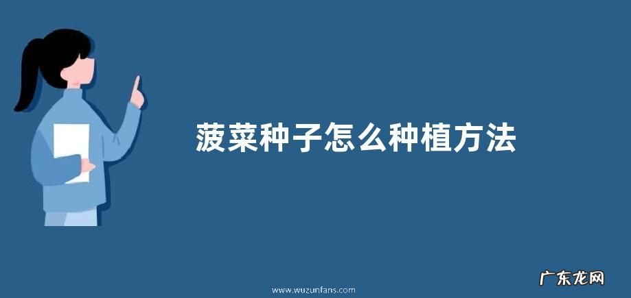 菠菜种子怎么种植方法 播种时间与方法