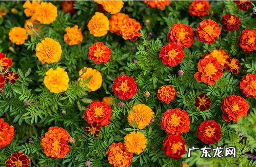 孔雀草种子怎么种植 种植时间与方法全过程