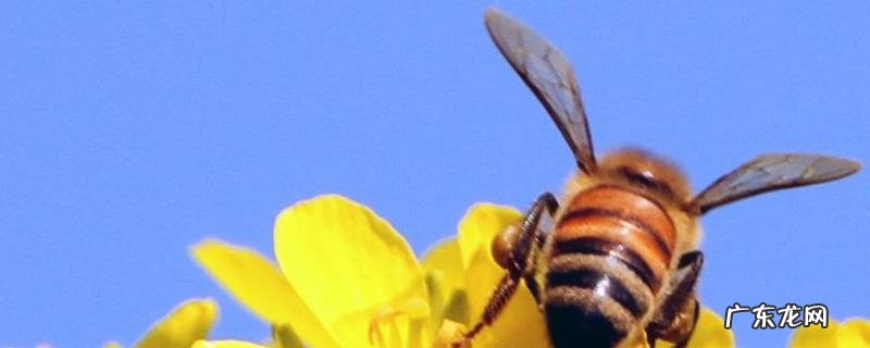 蜜蜂养殖场消毒方法，附物理消毒方法注意事项