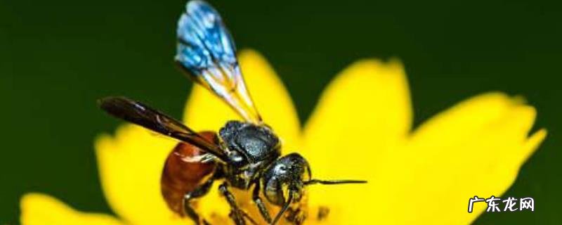 养蜂场养殖中蜂的优势,中蜂比较稳定生产