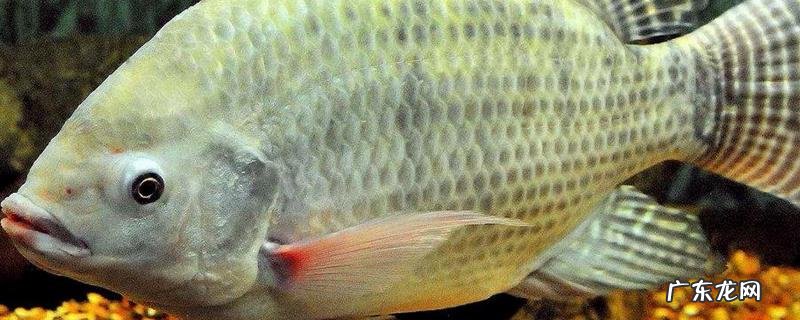 罗非鱼是不是很脏?罗非鱼有哪些特点