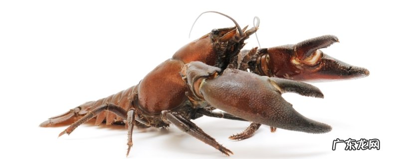 小龙虾怎么去掉虾线?小龙虾哪些部位不能吃