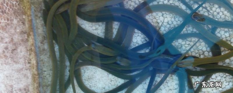 如何准确辨别黄鳝的雌雄,附雌雄体长特征