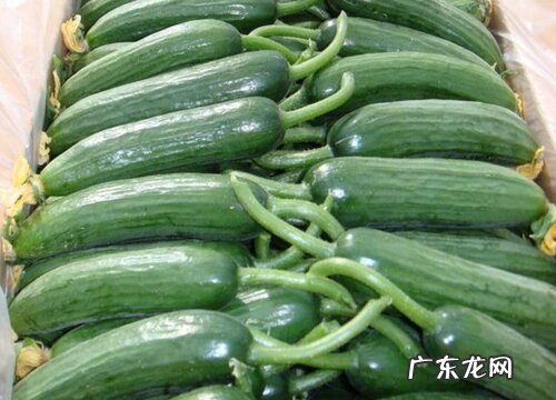 水果黄瓜是水果吗 到底是蔬菜还是水果
