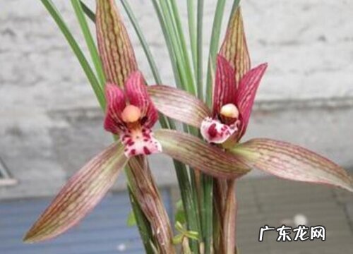 兰花开花是什么颜色 开花是什么样子的