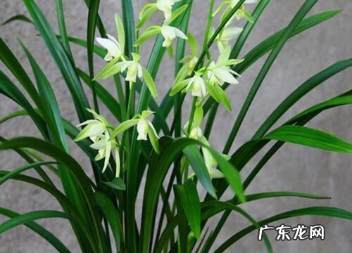 兰花开花是什么颜色 开花是什么样子的