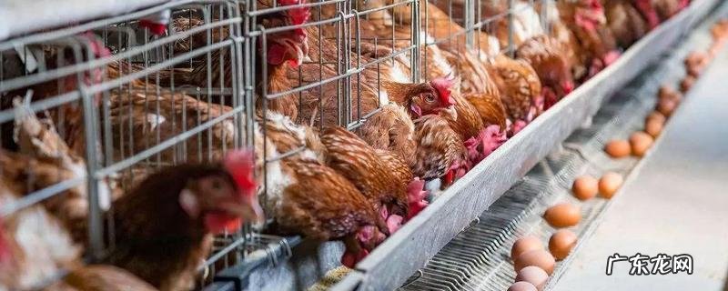 蛋鸡各阶段饲料配方,配方的具体比例是多少