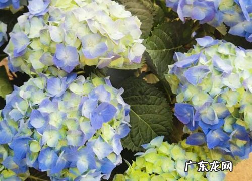 易多梦幻绣球一年开几次花 花期时间