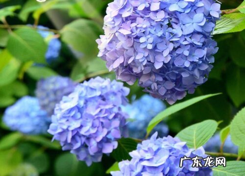 易多梦幻绣球一年开几次花 花期时间