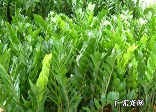 金钱树什么时候进行换盆分株