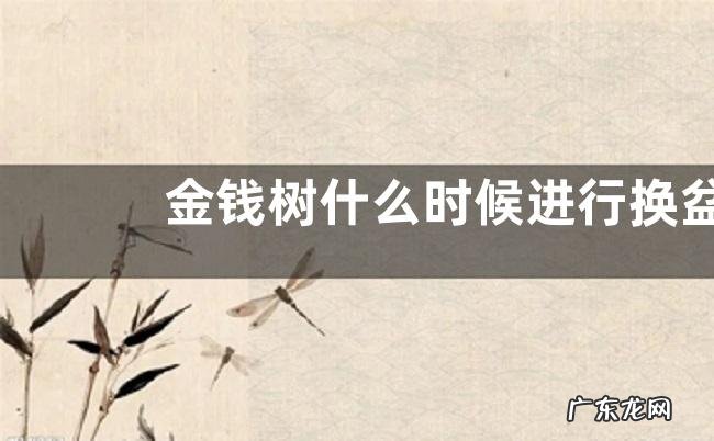 金钱树什么时候进行换盆分株