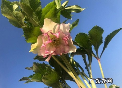 铁筷子一年开几次花 花期多长时间