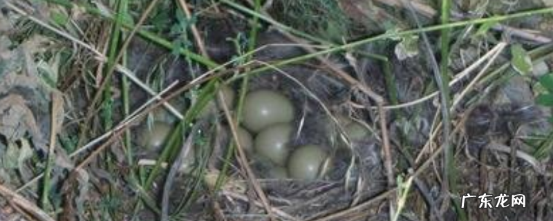 野鸡窝一般在什么地方?一年生多少窝鸡蛋