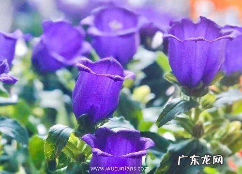 风铃草一年开几次花 花期有多长时间