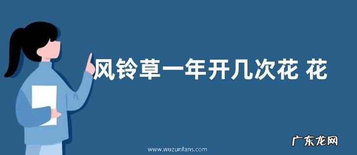 风铃草一年开几次花 花期有多长时间