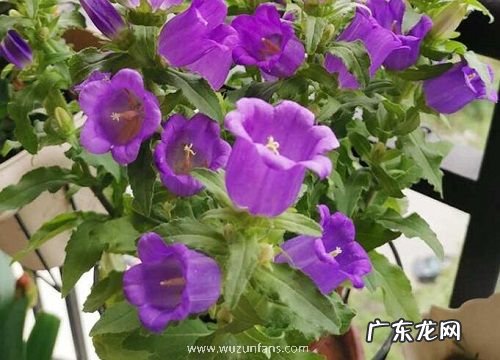 风铃草一年开几次花 花期有多长时间