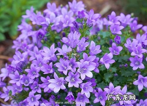 风铃草一年开几次花 花期有多长时间