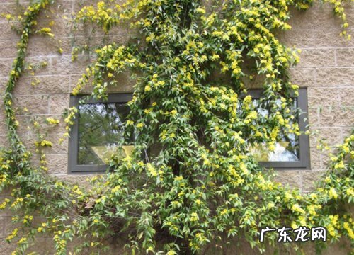 法国香水茉莉一年开几次花 开花时间什么时候