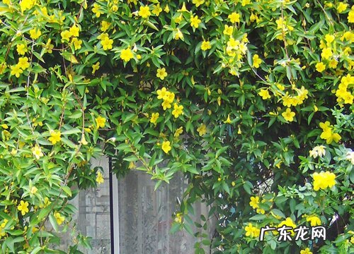 法国香水茉莉一年开几次花 开花时间什么时候