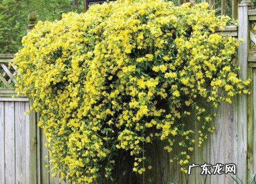 法国香水茉莉一年开几次花 开花时间什么时候