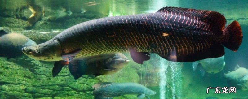 巨骨舌鱼能吃吗?巨骨舌鱼的产地