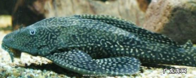 垃圾鱼能不能吃?垃圾鱼吃什么食物