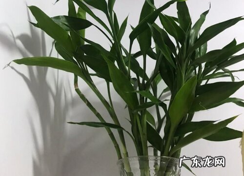 室内好养的花卉盆栽有哪些