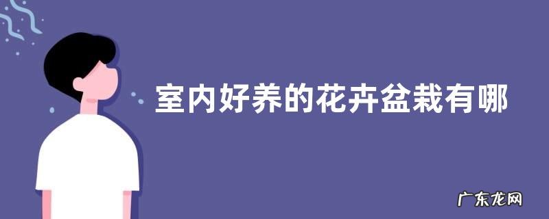室内好养的花卉盆栽有哪些