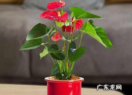 室内好养的花卉盆栽有哪些