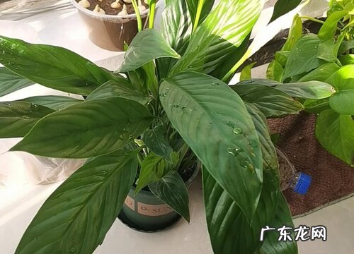 室内好养的花卉盆栽有哪些
